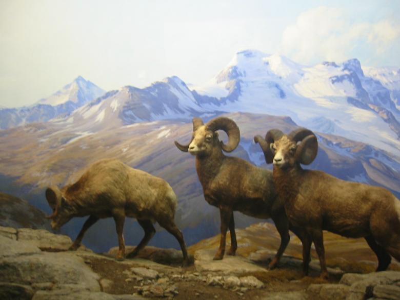 Free stock image of Big horns created by Tim Girard