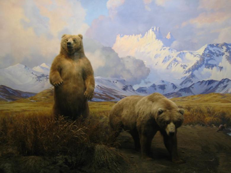 Free stock image of Grizzly bear mountain scene created by Tim Girard