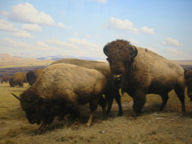 Free stock image of Buffalo on the plains created by Tim Girard