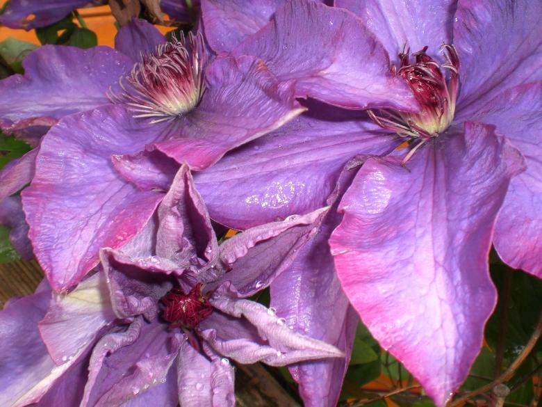 Free stock image of Backyard flowers created by Amir Zisko