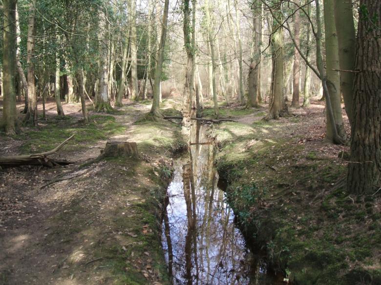Free stock image of A stream through the woods created by david chapman