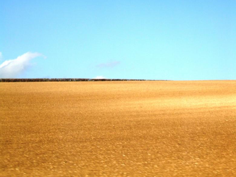 Free stock image of orange field created by david chapman