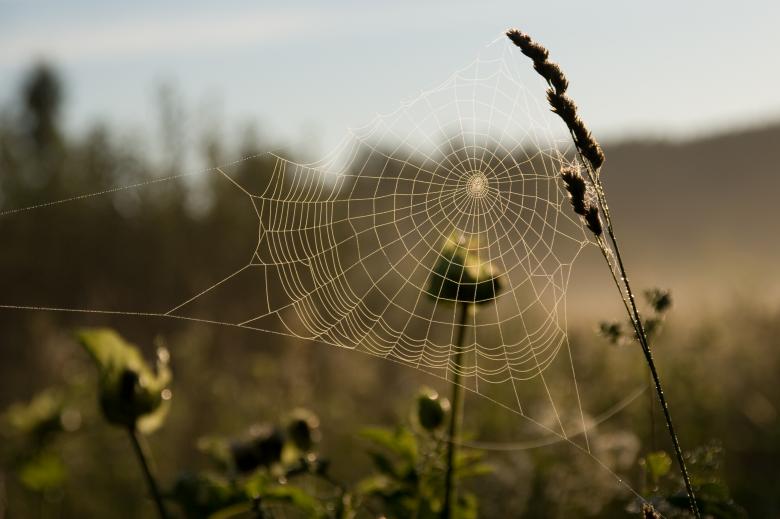 Free stock image of Cobweb created by Alex Sudarikov