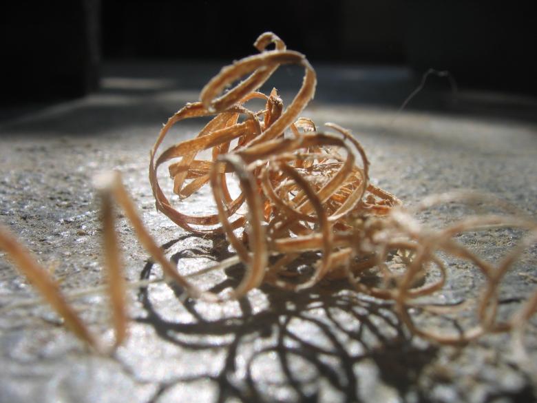 Free stock image of Wood shavings created by digitalfemme