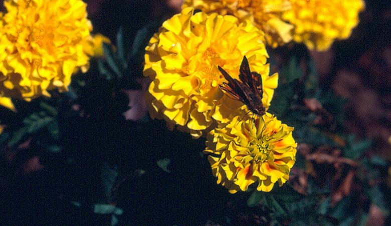 Free stock image of Moth feeding on a marigold created by Isolabella