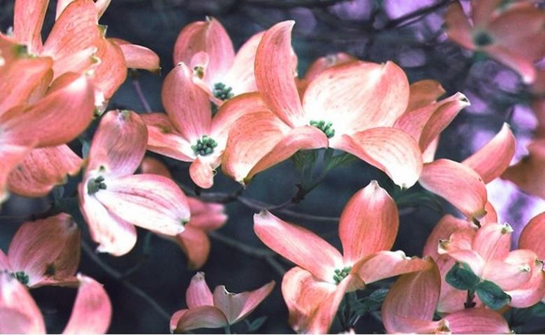 Free stock image of Dogwood in bloom created by Isolabella
