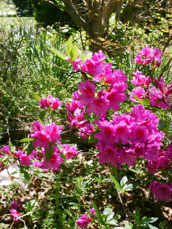 Free stock image of Azalea created by Maria Kuroshchepova