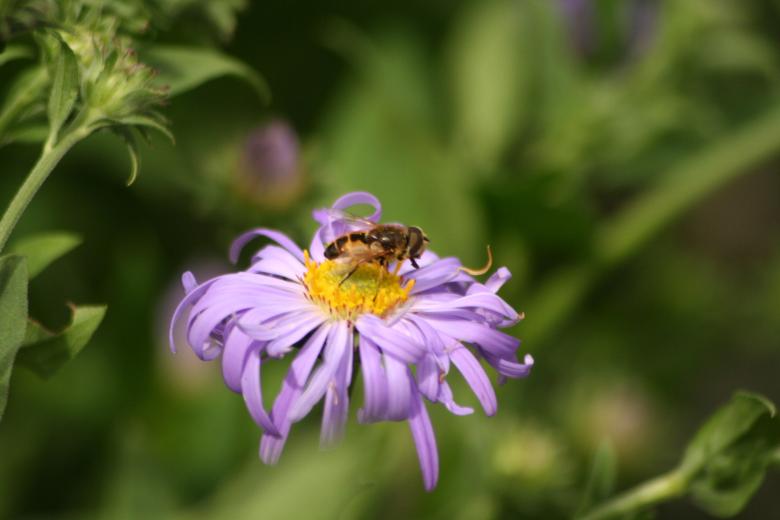 Free stock image of Bee at work created by anthony hew