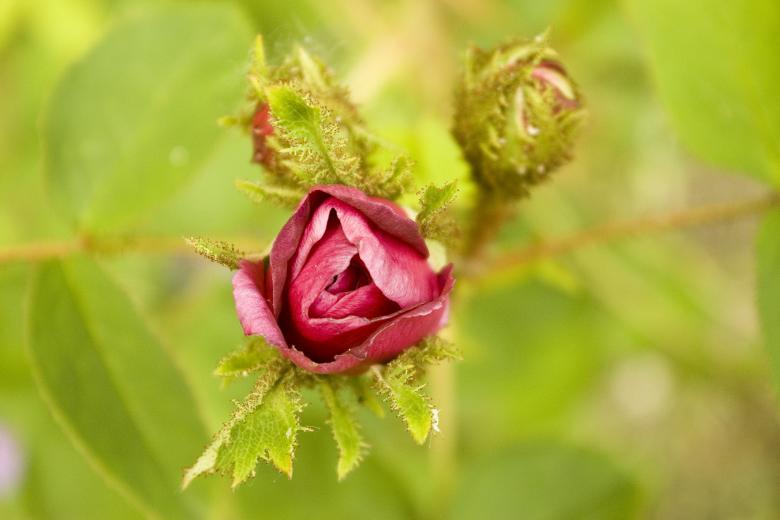 Free stock image of Rosebud created by Rob Brideson