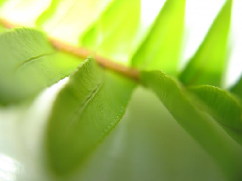 Free stock image of Nature simplistic beauty created by Kavin Tran
