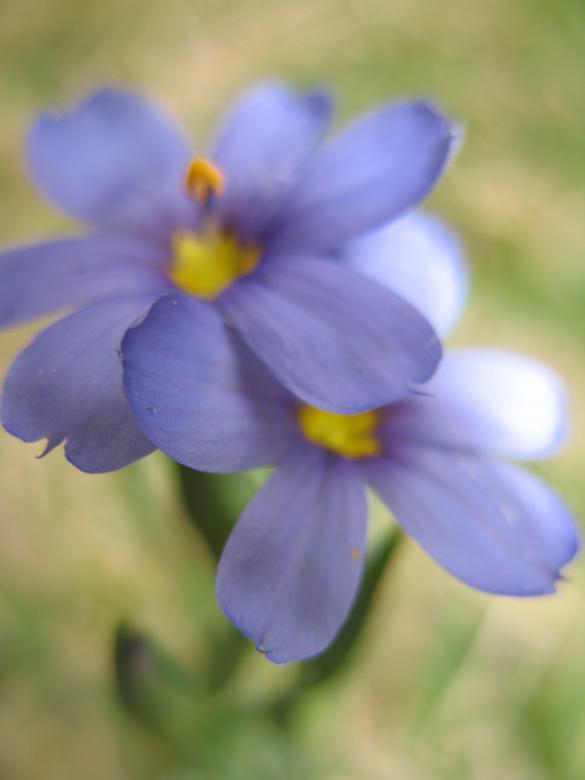Free stock image of Nature simplistic beauty created by Kavin Tran