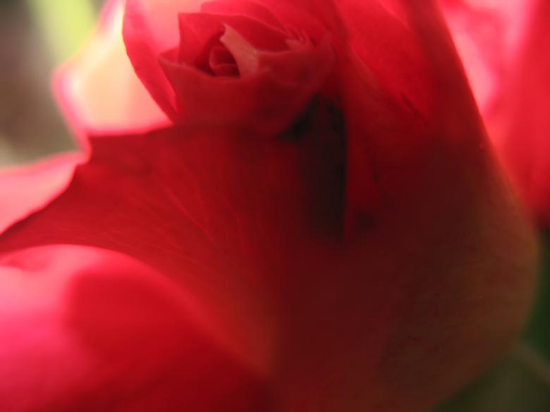 Free stock image of Nature simplistic beauty created by Kavin Tran