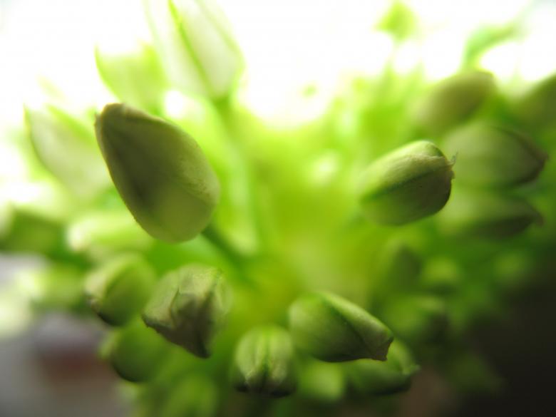 Free stock image of Nature simplistic beauty created by Kavin Tran