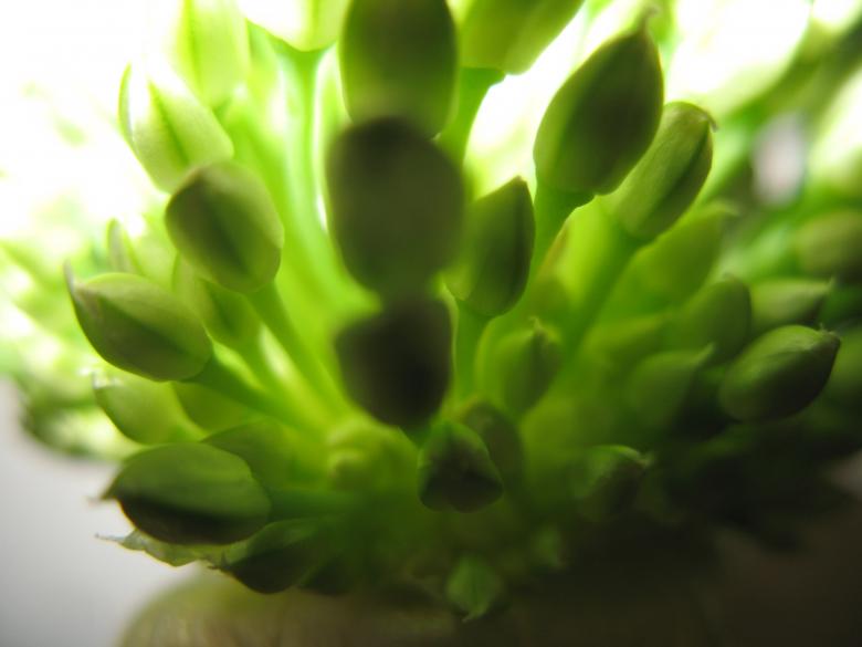 Free stock image of Nature simplistic beauty created by Kavin Tran