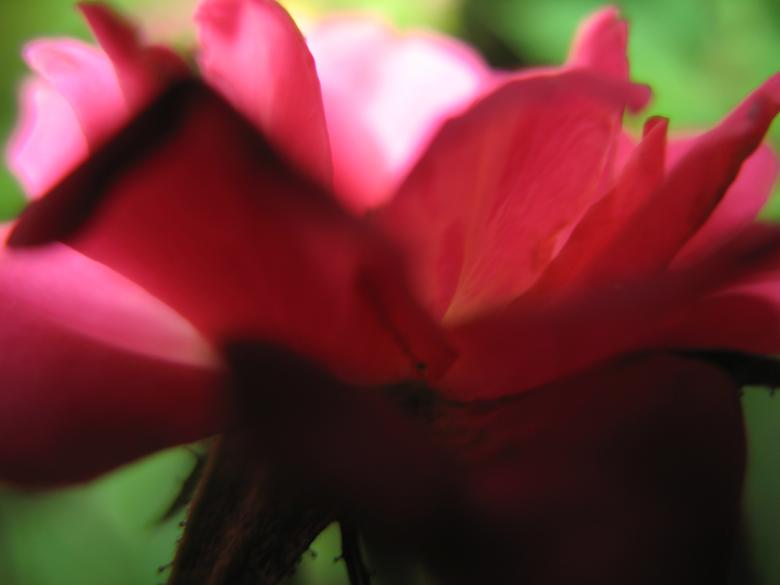Free stock image of Nature simplistic beauty created by Kavin Tran
