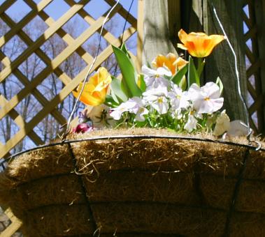 Biltmore estate flower garden - Free Stock Photo