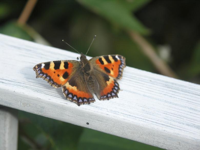 Free stock image of Butterfly created by Rob Brideson