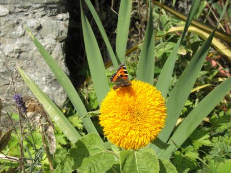 Butterfly - Free Stock Photo