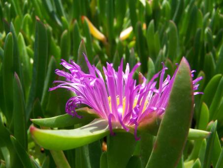 Flower - Free Stock Photo