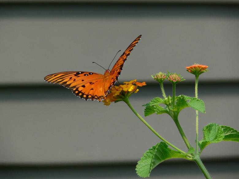 Free stock image of Butterfly in late summer created by Dennis Smith