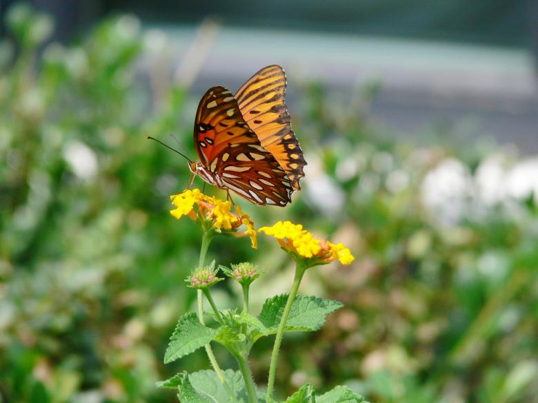 Free stock image of Butterfly in late summer created by Dennis Smith