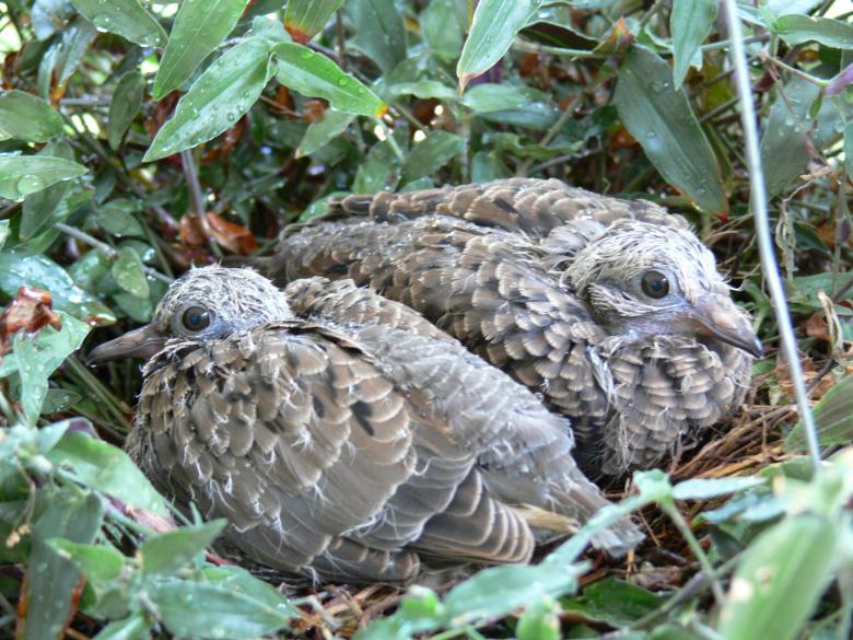 Free stock image of Dove chicks in the nest created by Dennis Smith