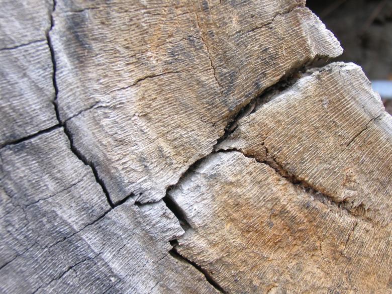 Free stock image of Tree cut texture created by Alireza GHABRAEI