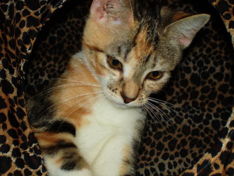 Free stock image of Kitty cat created by michael haer