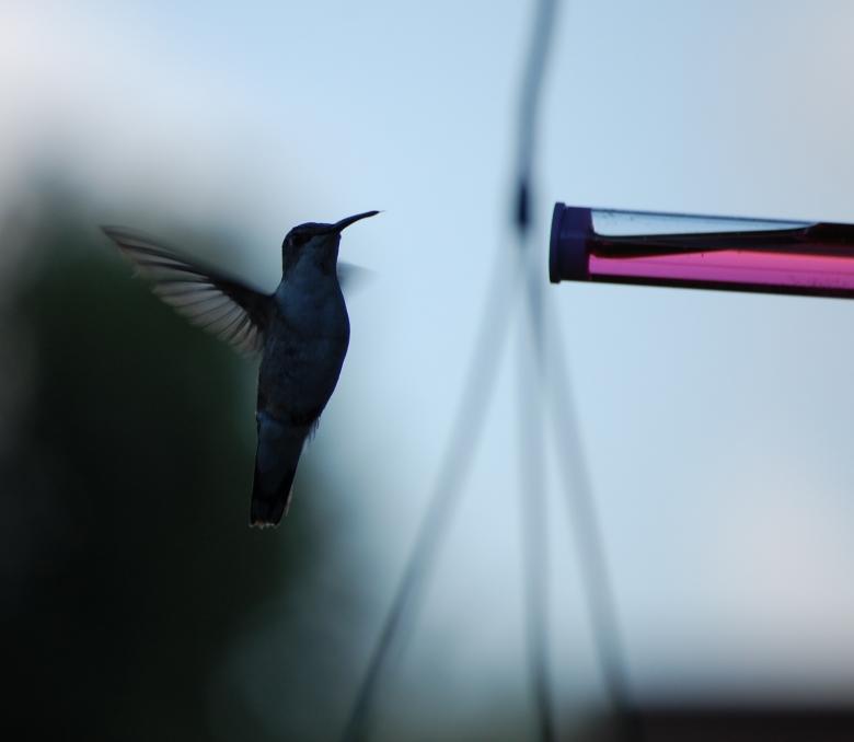 Free stock image of Humming bird created by eric wilms