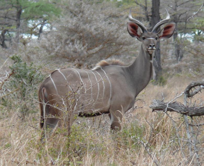 Free stock image of Greater kudu created by John Metzger