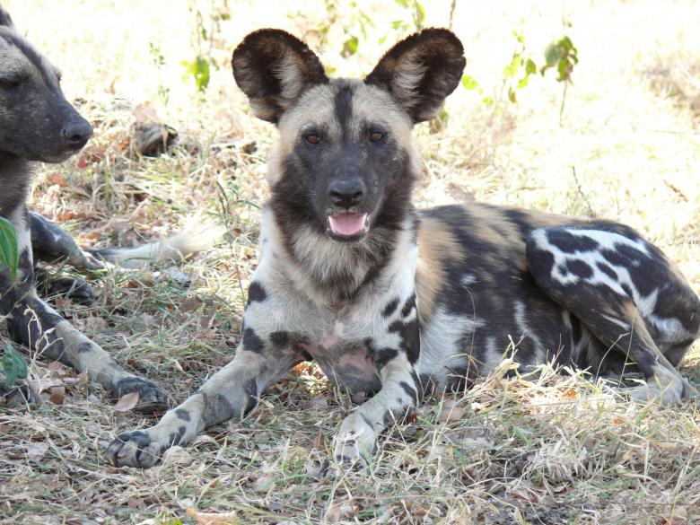 Free stock image of Wild Dogs created by John Metzger
