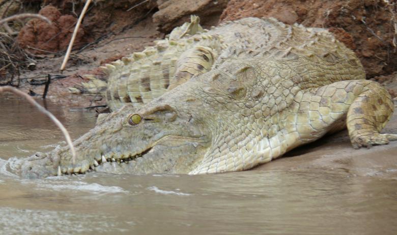 Free stock image of Crocodile in the wild created by John Metzger