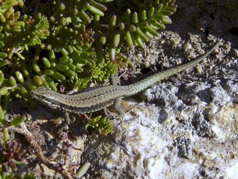 Free stock image of Lizard created by pelikan istvan