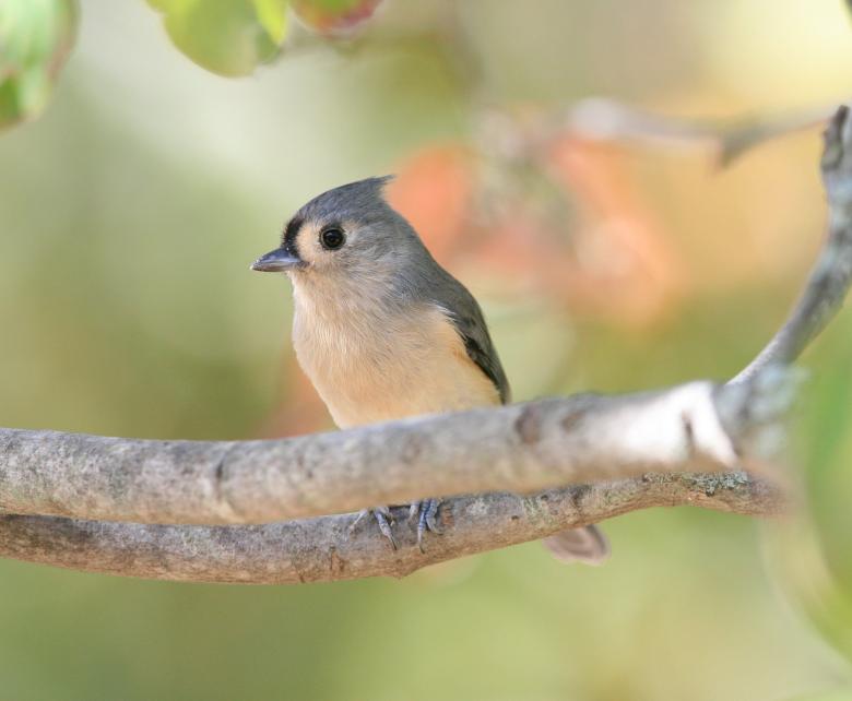 Free stock image of Tufted Titmouse in a tree created by Cheryl Ann Victoria E
