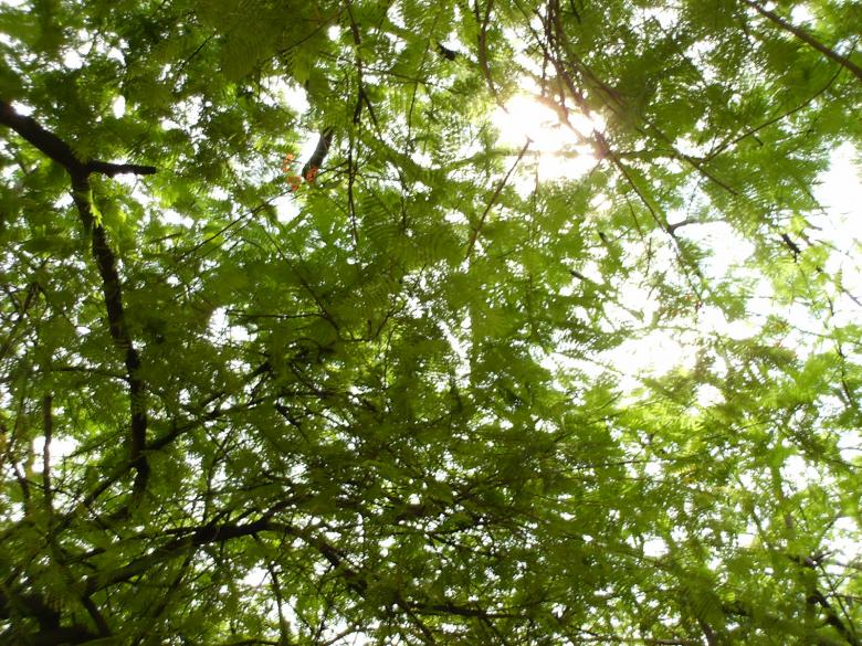 Free stock image of Sun behind the trees created by Scorch
