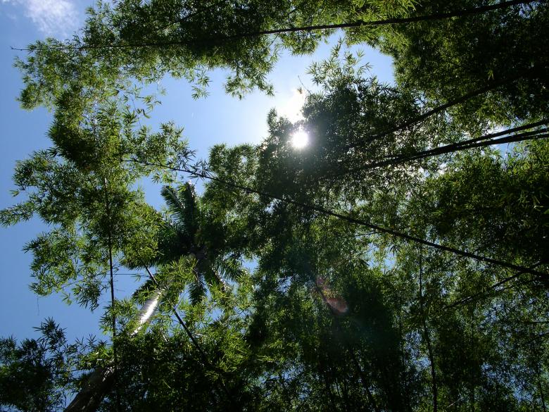 Free stock image of Sun shining through trees created by Jackie Skeate