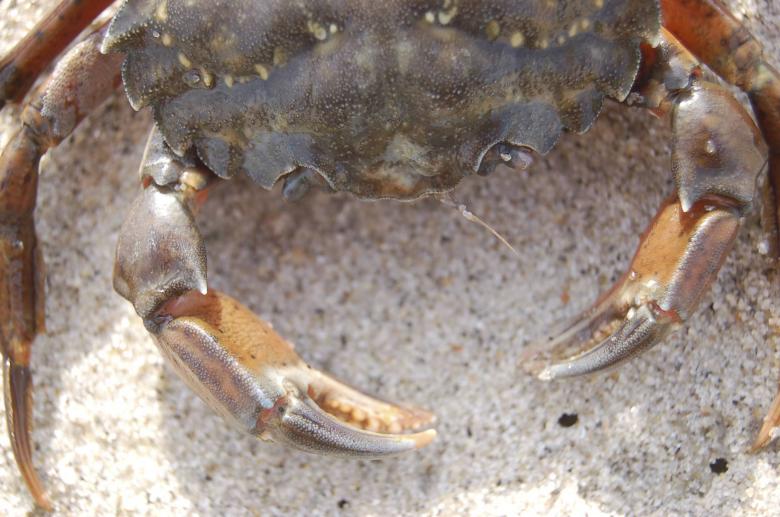 Free stock image of Crab created by Agust Gudbjornsson