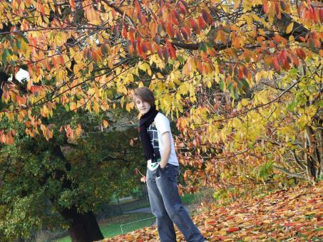 Autumn leaves - Free Stock Photo