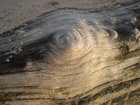 Free Stock Photo of Driftwood closeup