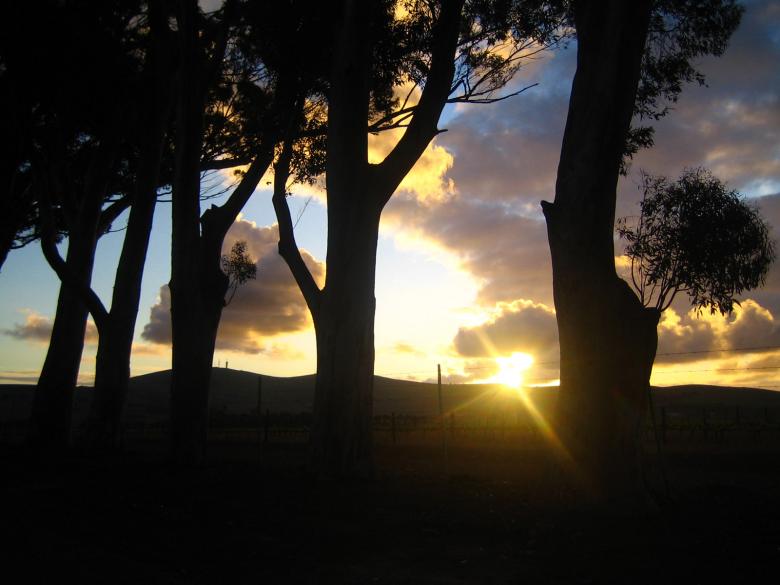 Free stock image of Sunset trees created by David Hawkins
