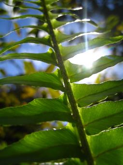 Sunny leaves - Free Stock Photo