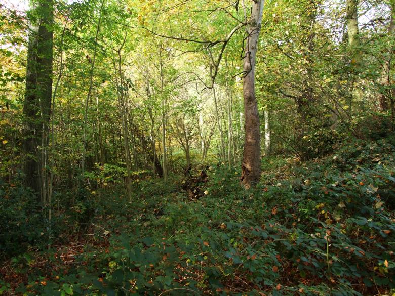 Free stock image of Walk in the woods created by Joe Shannon