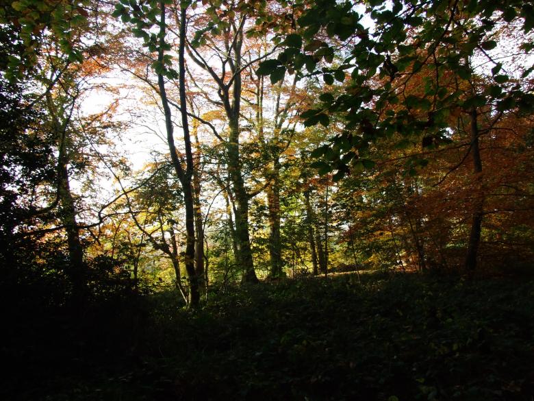 Free stock image of Walk in the woods created by Joe Shannon
