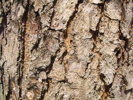 Wood back - Free Stock Photo
