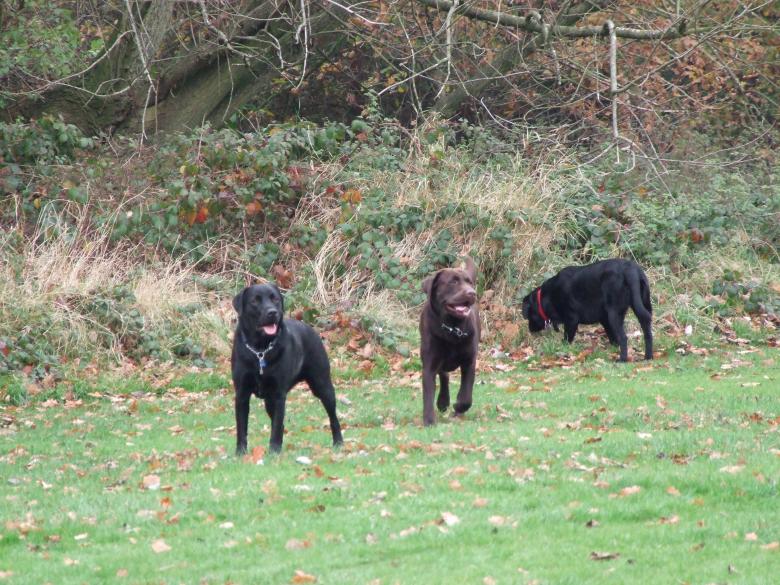 Free stock image of The Labradors created by Joe Shannon