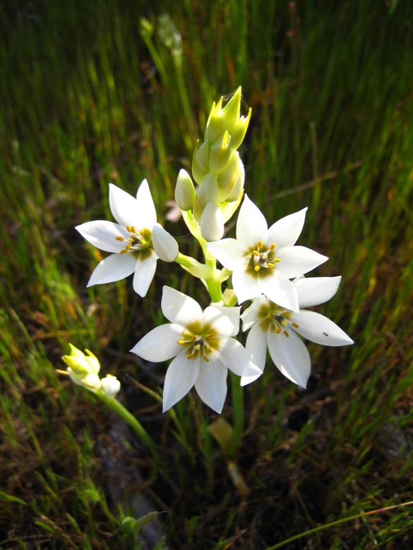 Free stock image of Flower power created by David Hawkins
