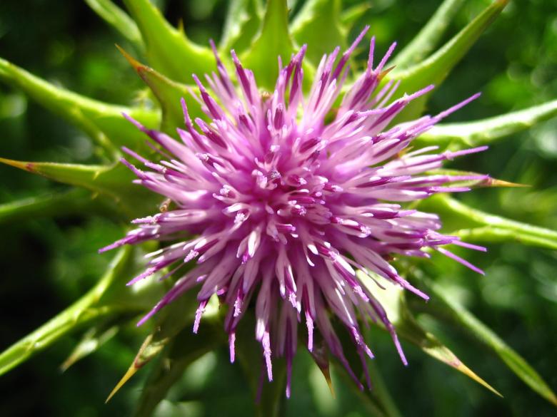 Free stock image of Flower power created by David Hawkins