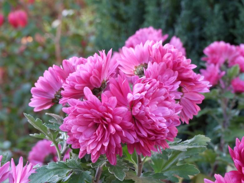 Free stock image of Pink flowers created by Joe Shannon