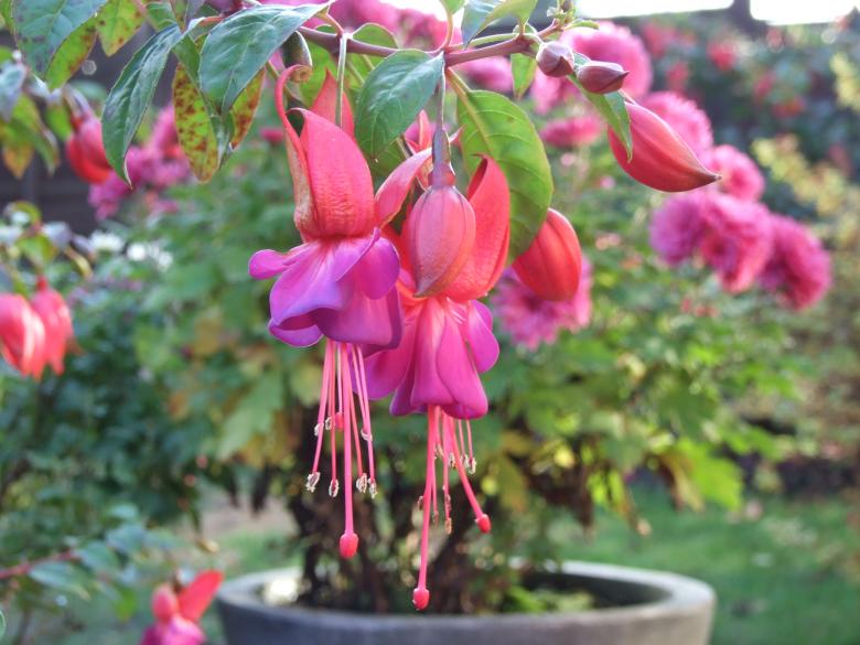 Free stock image of Pink flowers created by Joe Shannon