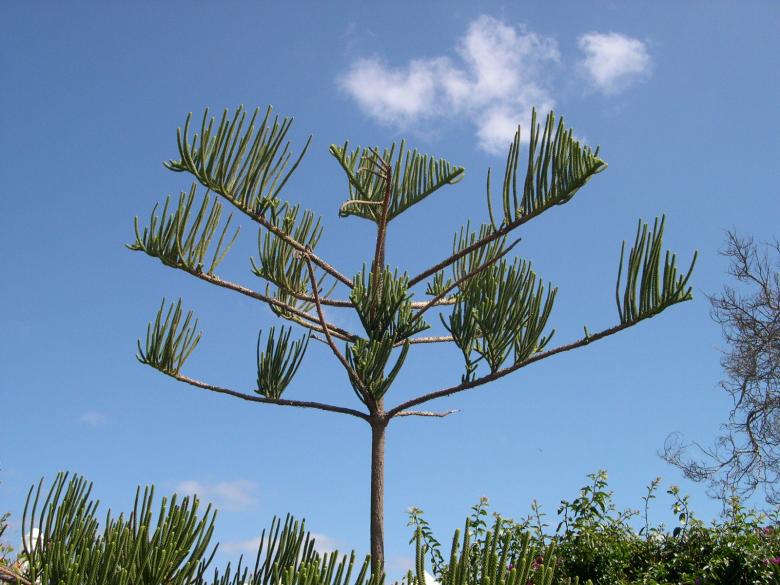 Free stock image of Unusual tree created by Jackie Skeate